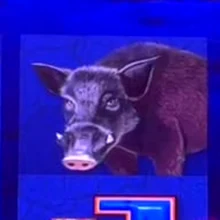 Big Red wild boar symbol