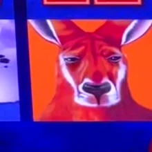 Big Red kangaroo wild symbol